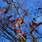 984.さるすべり （百日紅）Lagerstroemia indica