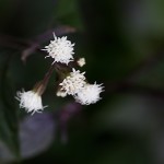 ユーパトリュウEupatoriun  coelestinum