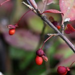 にしきぎ（錦木）Euonymus alatus (12)