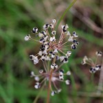 にら（韮）Allium tuberosum (1)