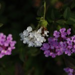 小葉のランタナLantana montevidensis (1)