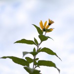 きくいももどき（菊芋擬）Heliopsis helianthoides (4)