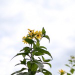 きくいももどき（菊芋擬）Heliopsis helianthoides (3)