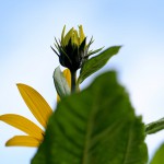 きくいももどき（菊芋擬）Heliopsis helianthoides