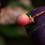 にしきぎ（錦木）Euonymus alatus (11)