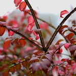 にしきぎ（錦木）Euonymus alatus (5)