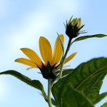 きくいももどき（菊芋擬）Heliopsis helianthoides (1)