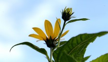 きくいももどき（菊芋擬）Heliopsis helianthoides (1)