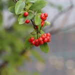 ときわさんざし（常磐山査子）Pyracantha coccinea Roem (4)