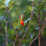 1014.くちなし（冬の梔子）Gardenia jasminoides (1)