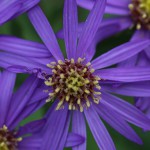 のこんぎく（野紺菊）Aster microcephalus var. ovatus (2)