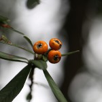 ときわさんざし（常磐山査子）Pyracantha coccinea Roem (6)