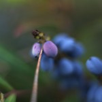 ひいらぎなんてん（柊南天）Berberis japonica (2)