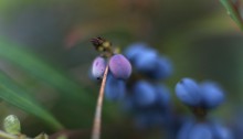 ひいらぎなんてん（柊南天）Berberis japonica (2)