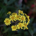 つわぶき（石蕗、艶蕗） Farfugium japonicum (1)