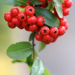 ときわさんざし（常磐山査子）Pyracantha coccinea Roem (3)