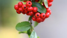 ときわさんざし（常磐山査子）Pyracantha coccinea Roem (3)