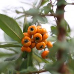 ときわさんざし（常磐山査子）Pyracantha coccinea Roem (5)