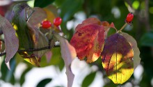 はなみずき （花水木）Cornus florida