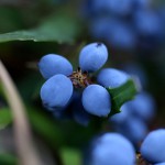 ひいらぎなんてん（柊南天）Berberis japonica (4)