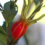 1014.くちなし（冬の梔子）Gardenia jasminoides (4)