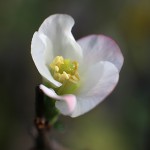 1013.かんぼけ（寒木瓜）Chaenomeles speciosa (1)