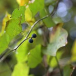 のぶどう（野葡萄）Ampelopsis glandulosa var. heterophylla (3)