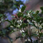 ひいらぎ（柊・疼木・柊木）Osmanthus heterophyllus (1)