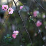 1013.かんぼけ（寒木瓜）Chaenomeles speciosa (8)