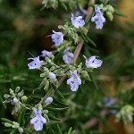 1012.ローズマリーRosmarinus officinalis (1)