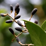 ねずみもち（鼠黐）Ligustrum japonicum (4)