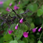 はなかたばみ（花酢漿草）Oxalis bowiei (5)