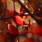 どうだんつつじ（満天星躑躅） Enkianthus perulatus (5)