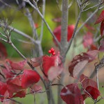 はなみずき （花水木）Cornus florida (4)