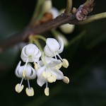 ひいらぎ（柊・疼木・柊木）Osmanthus heterophyllus (3)