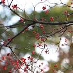 はなみずき （花水木）Cornus florida (1)