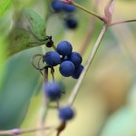 のぶどう（野葡萄）Ampelopsis glandulosa var. heterophylla (8)