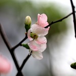 1013.かんぼけ（寒木瓜）Chaenomeles speciosa (4)