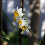 すいせん（水仙）Paper White Narcissus (4)