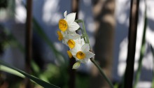 すいせん（水仙）Paper White Narcissus (4)