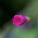 はなかたばみ（花酢漿草）Oxalis bowiei (1)