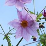 984.こだちダリア木立ダリア）Dahlia imperialis (3)