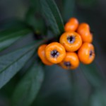 ときわさんざし（常磐山査子）Pyracantha coccinea Roem (7)