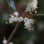 ひいらぎ（柊・疼木・柊木）Osmanthus heterophyllus