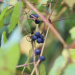 のぶどう（野葡萄）Ampelopsis glandulosa var. heterophylla