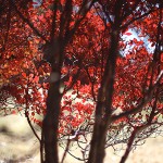 どうだんつつじ（満天星躑躅） Enkianthus perulatus (7)