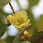 1022.ろうばい（蝋梅）Chimonanthus praecox (2)