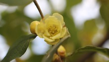 1022.ろうばい（蝋梅）Chimonanthus praecox (2)