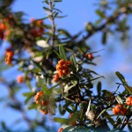 ときわさんざし（常磐山査子）Pyracantha coccinea Roem (8)