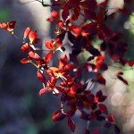 どうだんつつじ（満天星躑躅） Enkianthus perulatus (1)